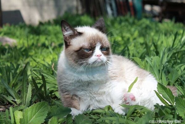 _brittanyjune's tweet image. I feel like Grumpy Cat expresses exactly just how done I am with school. #whenissummer