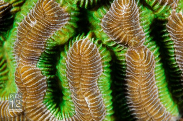 EcotoneEnv's tweet photo. A macro shot of a cactus coral. Taken in The Florida Keys #FloridaKeys #scubadiving @Pier12Photos http://t.co/eKwTq0zVOY