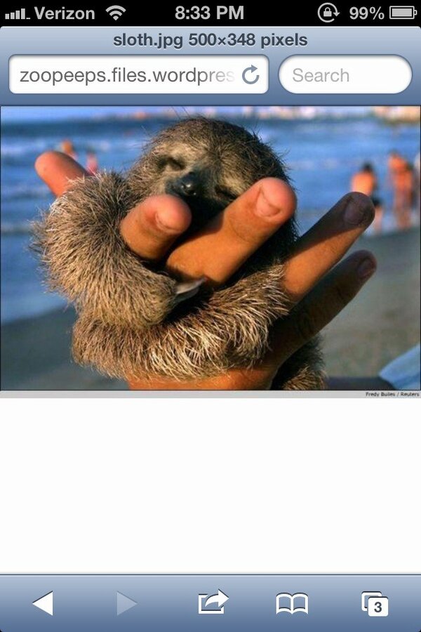 steph_masek's tweet image. Pick me!! @Josh_Sitarz47 #pygmysloth