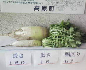 今日の夕方ニュースで放送される巨大大根です。(MRT、NHK、ケーブルtv)高原町役場に玄関に飾りました。