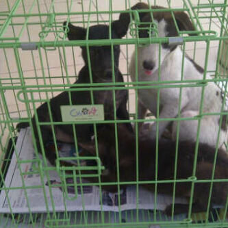 InfoGukGuk's tweet photo. RT @PawRescuers: 3 puppy #citragarden1 Jkt berhasil diambil..Ada yg mαϋ adopsi,hub: JusTin | 0811 133 134 ya http://t.co/TNqhzzVcF1