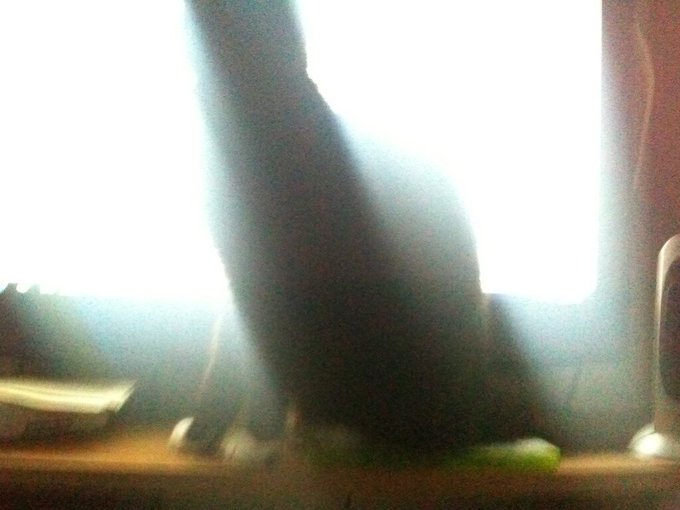 All of the annoying things my cat could do and he does this #why??!! http://t.co/KpQo13rBF1<a href="/tag/why"class="tags"><span>#why</span></a>