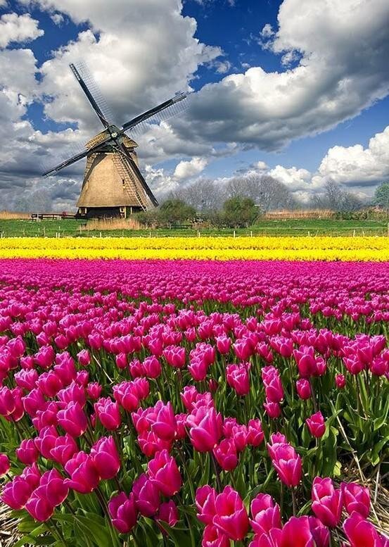 RyanNomados's tweet image. Beautiful landscape of The Netherlands.