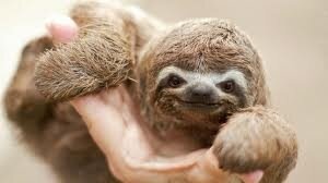 iLikeToSloth tweet picture