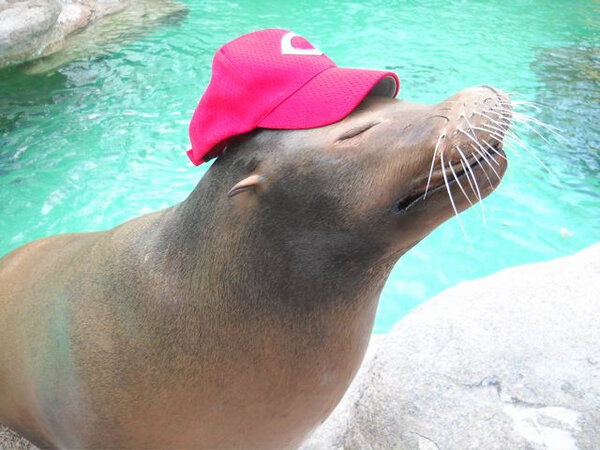 CrownedGuenon's tweet photo. @DallasLatos Let's go, Votto!  #JoeyVotto http://t.co/f6z2Bal9Nx