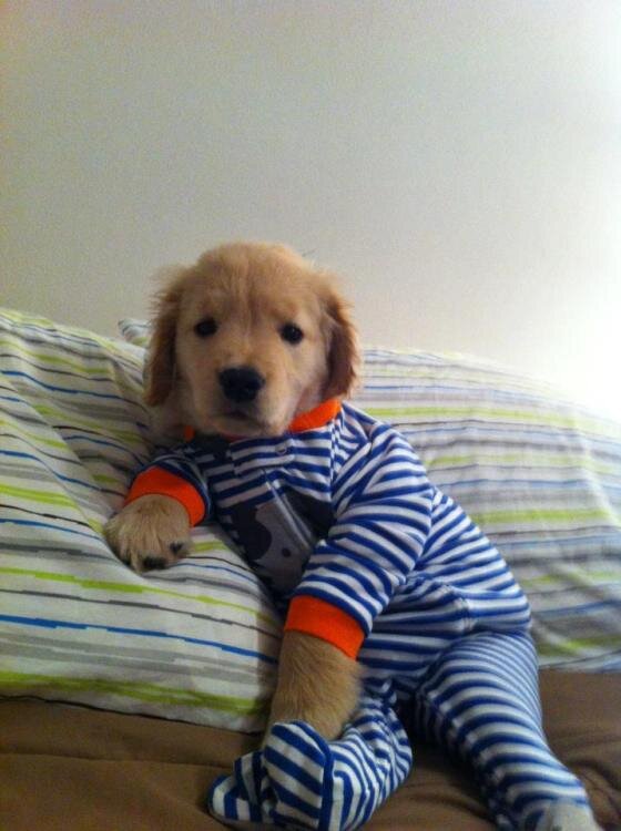 Puppy in jammies