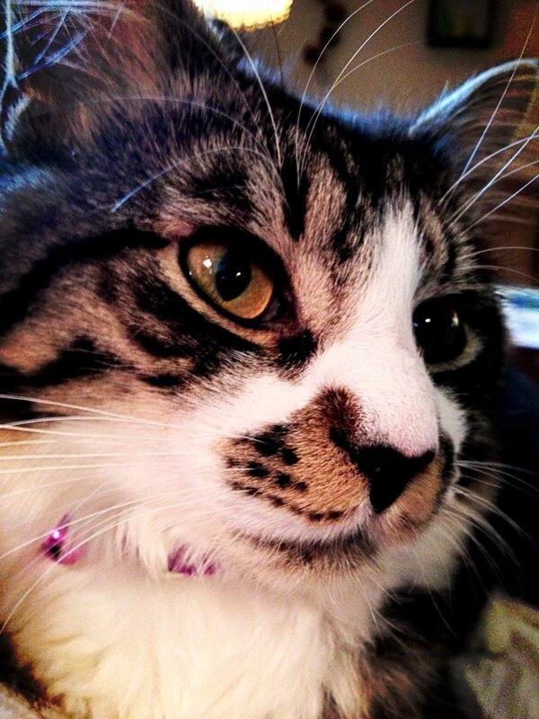 MaxtheSpaghetti's tweet photo. I'm so attractive #beinghumbleisoverrated 😽😽😽 http://t.co/h0kwP5fbqK