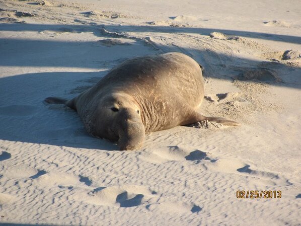 RestoreIslands's tweet photo. #channelislands Elephant seal seen by Channel Islands Restoration volunteers on our trip to San Nicolas Island. http://t.co/ZTHLcWFB28