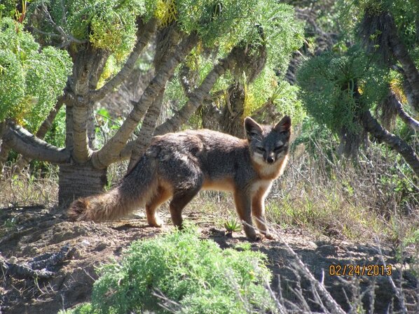 RestoreIslands's tweet photo. #channelislands San Nicolas Island fox.  Endemic foxes live on six of the eight California Channel Islands http://t.co/6lig2DFFAp