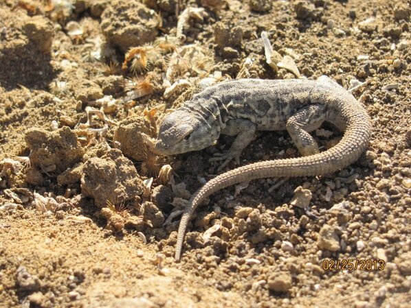RestoreIslands's tweet photo. #channelislands Island Night Lizard are found only on San Nicolas, Santa Barbara, and San Clemente Islands. http://t.co/c6K1spxogM