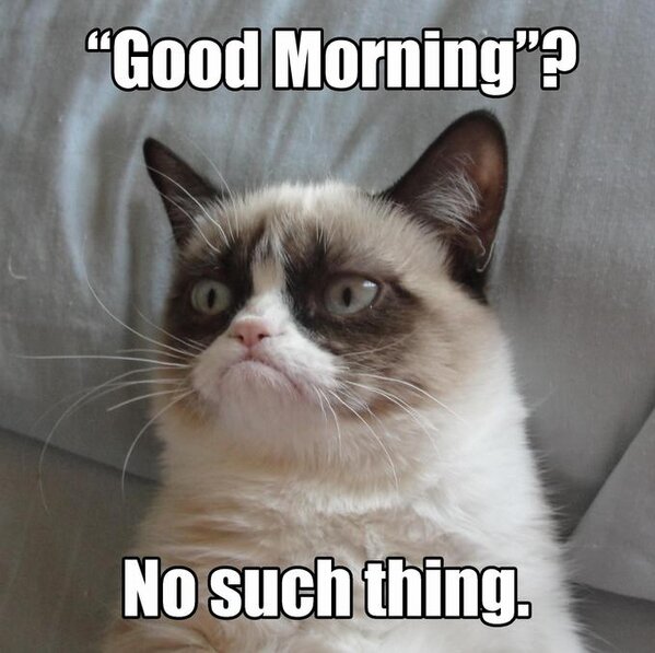 PreMedCat's tweet image. How I feel after staying up til 4am doing homework #grumpycat #premedproblems #catlife