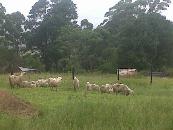 sekatle2 tweet picture
