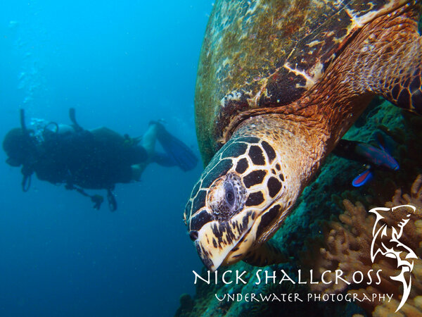 NickShallcross's tweet photo. Turtle and Diver
#scuba #underwater #photography #doyouinspire #fridayfotos #photo #nature http://t.co/effw0oN89k