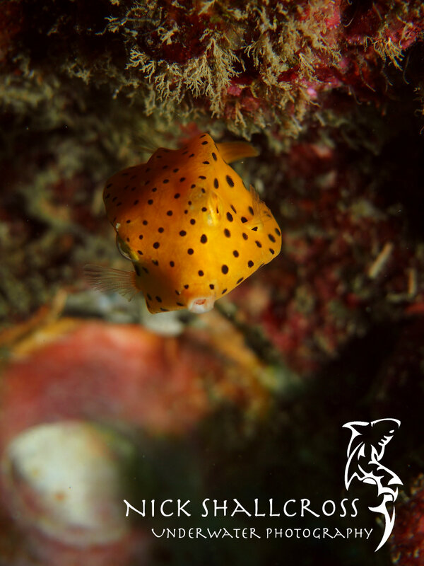 NickShallcross's tweet photo. Yellow Boxfish
#scuba #underwater #photography #doyouinspire #fridayfotos #photo #nature http://t.co/dyPesfeNz0
