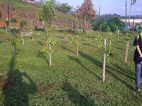 PemudaSembrong1's tweet photo. antara pokok Mahkota Dewa yang ditanam warga @RelaKluang #FUP.. #PlantTree4peace @KP_RELA @zeekay15 @zulkifliabidin http://t.co/w5Ccr4KNiy