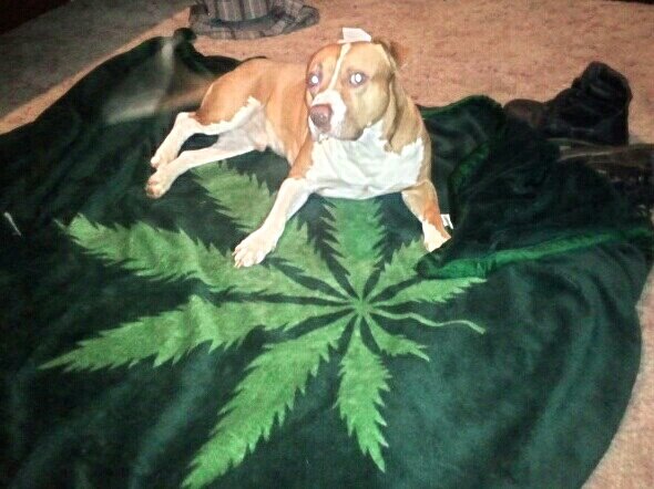 THC_FARMER's tweet photo. http://t.co/L45Laflr1G