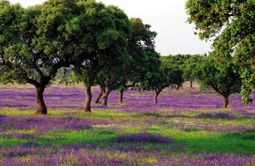 NaturPictures's tweet photo. De las tierras más bonitas de España. Extremadura. http://t.co/ene8n0sKS2