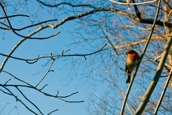 JBentleyPhotos's tweet photo. Mr Robin... @World_Wildlife @Wildlife_Photo @WildlifeMag @britishwildlife @britwildlife http://t.co/og6N4H9AlT