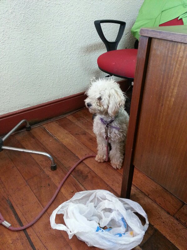 andyengel's tweet photo. Poddle perdida en sector de la municipalidad del bosque..preguntar en informaciones favor RT @GRUPOAEDA http://t.co/p1wGwWby0X"