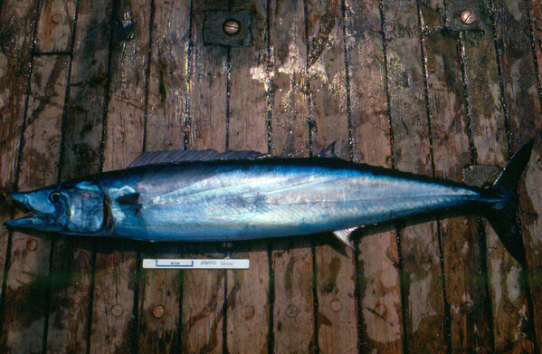 NOAAFisheries's tweet image. Wahoo, it's Friday! Wahoo is also a fish nicknamed "Ono," the Hawaiian word for “delicious." 1.usa.gov/XeZTR2