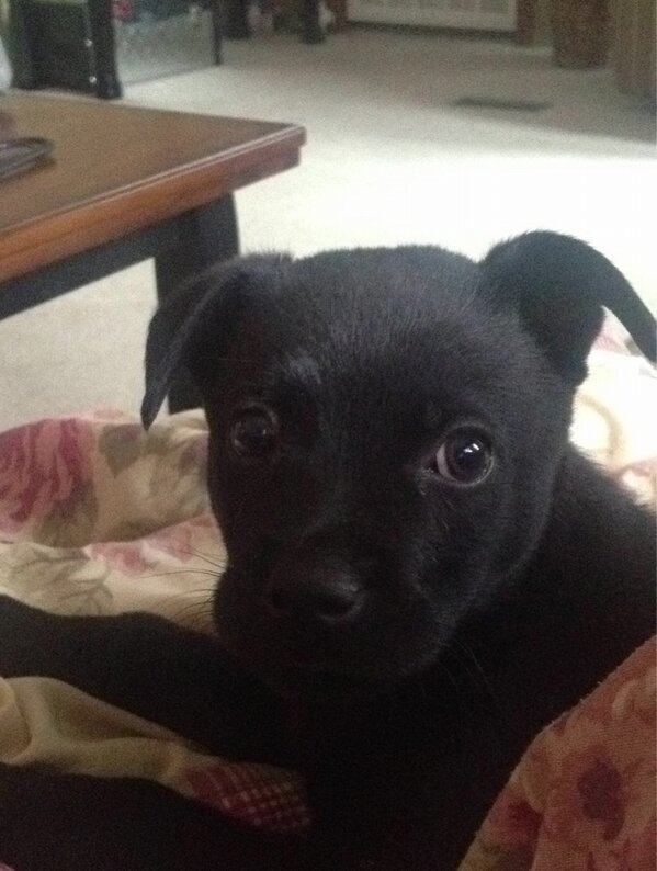 dirtymax_lb7's tweet photo. My boy #tippy http://t.co/WkPYG8rH8G