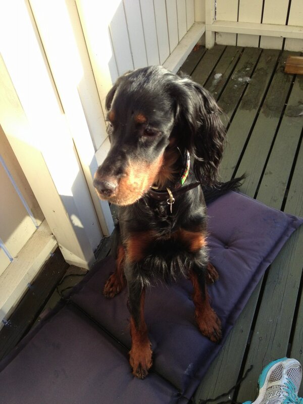 hansen_malin's tweet photo. @arntjb og jeg koser meg med denne vakre jenta! http://t.co/njRy4Hy7uE