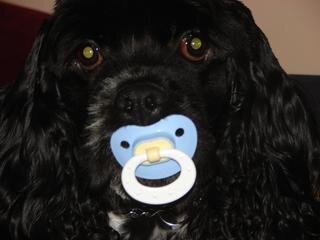 telmann721's tweet photo. @Jaeldepardo that is so cute! Here is one of ours. He walked out of the bedroom like this when my daughter visited http://t.co/oXy5U24F0S