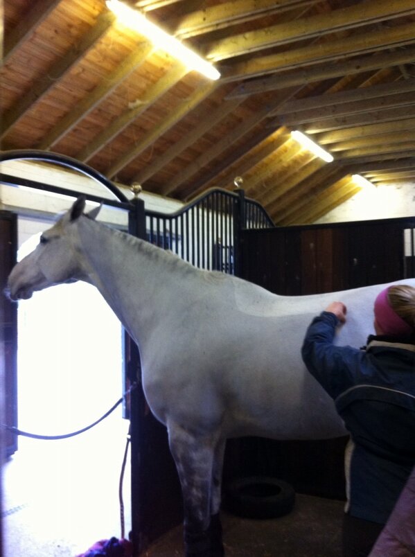 FrostLod's tweet image. Devons got an itchy spot! @AliceMoore3 #happypony