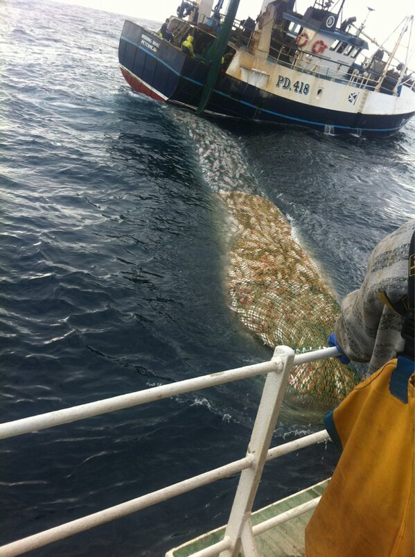 LapwingPD972's tweet photo. @Seasaver @berwyn77 more Cod in the sea than ever I have seen,50t there. Can't stay cuz quota 2 sml,pays my mortgage http://t.co/HLrqeczYSO