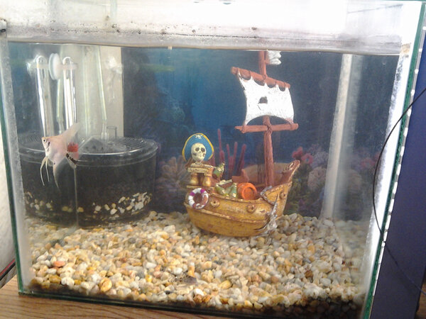 fishandturtles tweet picture