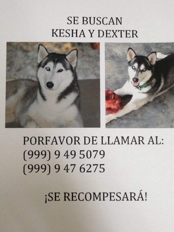 KiffiEvia's tweet photo. Se perdieron en Temozon norte... Porfa RT http://t.co/Mh5Z3teZ6i