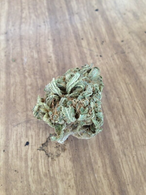 mrorangeshaded's tweet image. Somebody else's outdoor Hawaiian
From last year.

#burnone 
#clearstyle