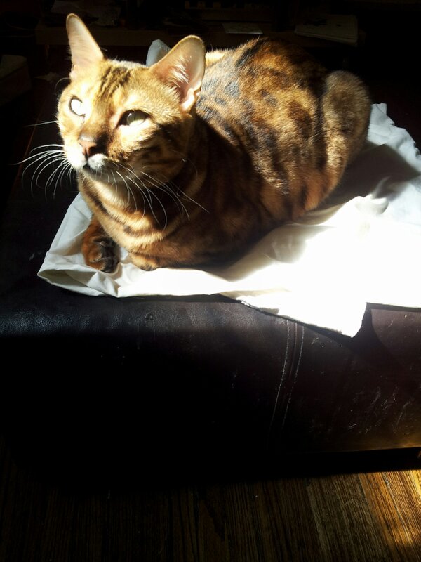 SethRemis's tweet image. Simba loves the sun so much, so before I left for the gym I had to make him a little sunbed :) #ilovehim #halfleopard