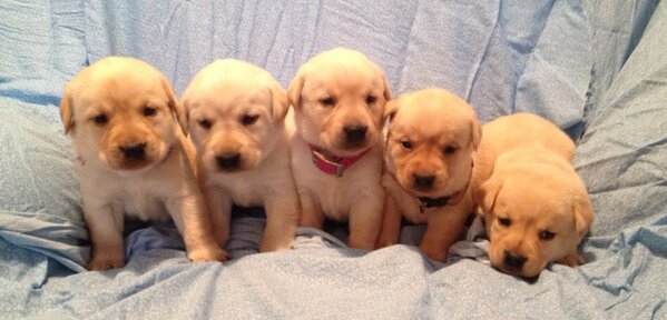 odells5's tweet image. Hurray for the snow day! Had fun doing a puppy photo shoot! #Labsareawesome! #Labpupsforsale