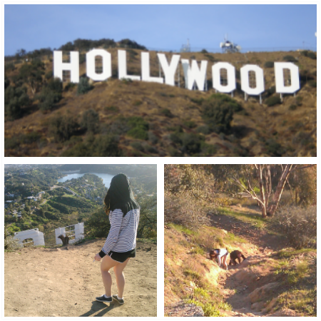 Pics from @TillyMcReese and I on our hollwood sign adventure! Scoping the plan for descent, then scrambling<a class="tags" href="/tag/tillymcreese">@tillymcreese</a><a href="/tag/showtime"class="tags"><span>#showtime</span></a><a href="/tag/beachheatmiami"class="tags"><span>#beachheatmiami</span></a><a href="/tag/goodbyesouthbeach"class="tags"><span>#goodbyesouthbeach</span></a>