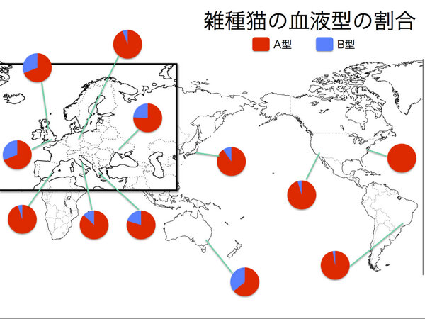 猫の獣医さん 東京猫医療センター Twitterren 猫の血液型にはa型とb型があります Ab型という血液 も存在すると言われていますが 非常に珍しい血液型です イタリアの研究者が調査した世界の 雑種猫の血液型の割合 です 血液型の割合が国によってずいぶん違う 猫の獣医さん 東京猫医療センター Twitterren 猫の血液型にはa型とb型があります Ab型という血液 も存在すると言われていますが 非常に珍しい血液型です イタリアの研究者が調査した世界の 雑種猫の血液型の割合 です 血液型の割合が国によってずいぶん違う