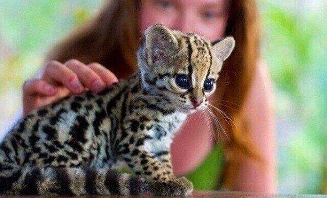 &ldquo;@ThatsEarth: Baby Ocelot. http://t.co/HIHoqCp77S&rdquo; I want<a class="tags" target="_blank" title="On Twitter" href="/?out=eyJ0eXAiOiJKV1QiLCJhbGciOiJIUzUxMiJ9.eyJpYXQiOjE3MjA5MzEyMzQsImlzcyI6InR3cG9ybnN0YXJzLmNvbSIsIm5iZiI6MTcyMDkzMTIzNCwiZXhwIjoxNzUyNDY3MjM0LCJyZWRpcmVjdF91cmwiOiJodHRwczovL3R3aXR0ZXIuY29tL1RoYXRzRWFydGgifQ.FdJDTooCdDYBC2FXNN1eQkKswd1yEpMJY36OV2fMbDVqOYcpmdtAremdjfb-ZYjPREWLxOOJ2b_Pana2jL7Gnw">@ThatsEarth</a><a href="/tag/thefollowing"class="tags"><span>#thefollowing</span></a>