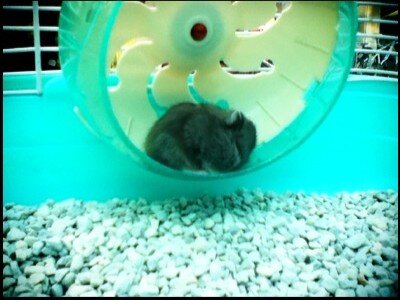 Sum41Jakarta's tweet photo. What do you think of Cone Jr my hamster? :D @Cone41 http://t.co/vNznRrmTFH