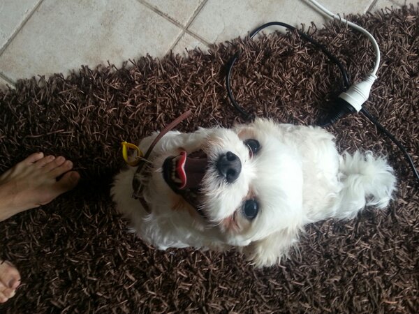 Kristyhowell's tweet photo. It's Concord/breakfast point that I need to try and find "Buddy" please help find him. .. http://t.co/z0OqAfD1NP