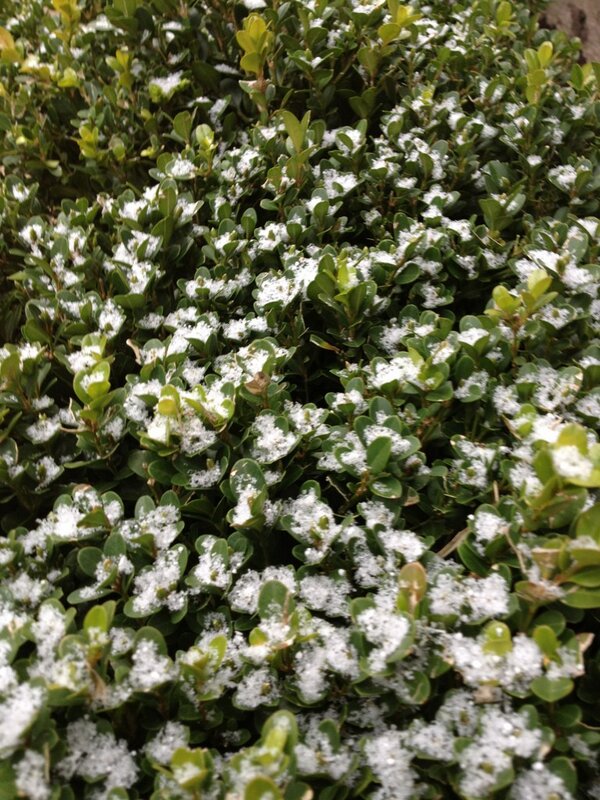 MemphisSnow's tweet photo. OMG!!!!! SNOW!!!! EVERYBODY IN MEMPHIS FREAK OUT!!!! #MemphisSnow http://t.co/0vEf5DA7Ev