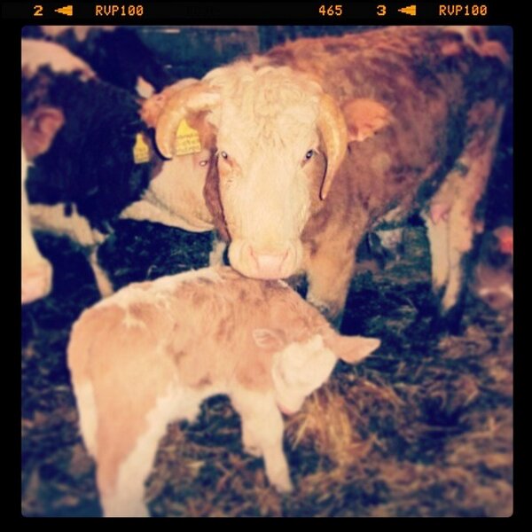 AndsKitch's tweet image. Proud to announce my girl Andrea is expecting again! Any good boy and girl names that start with an A? #CowProblems