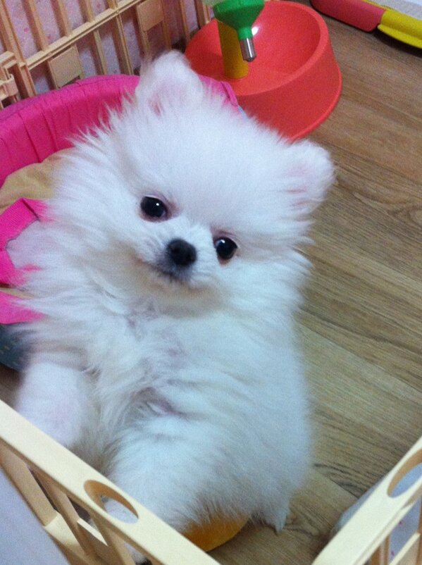 yanjii's tweet photo. 술 마시면 잠이 안 ��
좀 더 기다렸다 해 뜨는 거 볼까
그냥 잘까...
우리 똥강아지 보고싶다
날 따뜻해지면 데려와야지 http://t.co/Ud4AYW9FZX