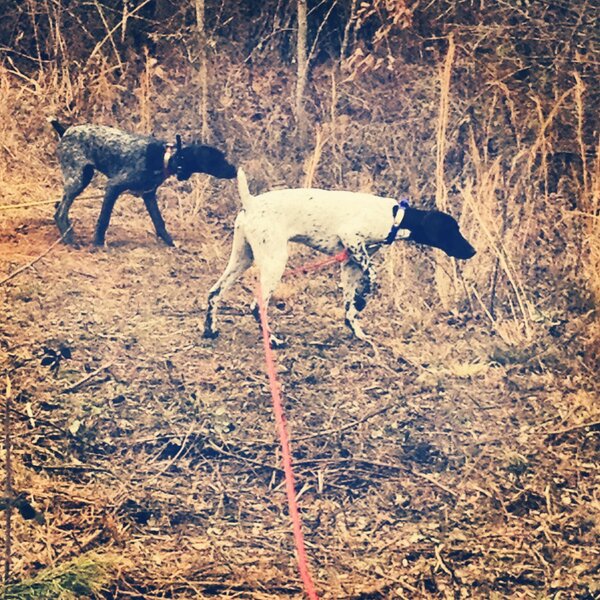 FeatherhornFarm's tweet photo. Dream team http://t.co/0K34FFi1Vp