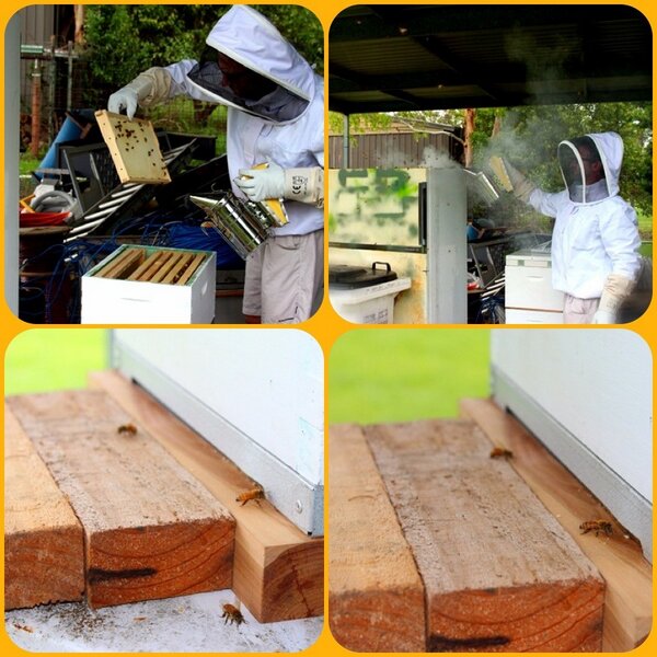 Honky_Tonk_03's tweet image. Fascinating #backyardbeekeeping,#honey,#makehoney - any tips from any #beekeepers out there? Need to locate Queen.