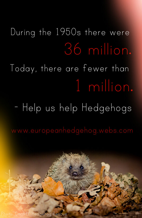 EuropeHedgehog's tweet image. Please retweet this poster on Hedgehog decline. It'll take a few seconds and no doubt you will be helping save lives.