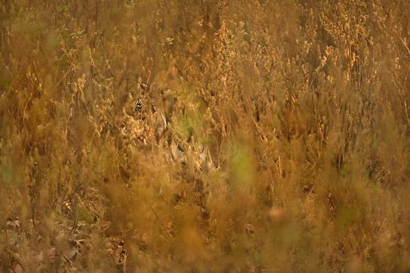 Indiasafari's tweet photo. Check out this awesome #camouflage #marvelsofnature #royalbengaltiger http://t.co/6LZPyQ1ivh