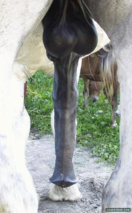 مين ال تتحمل زب الحصان Http T Co 7miecyvqmr Brns724