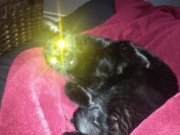 julia gulia tweet media