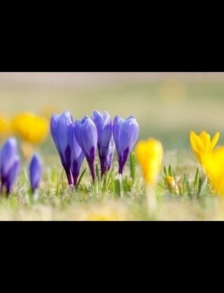 クロッカス 「愛したことを後悔する」 Flower Bambi , على X: