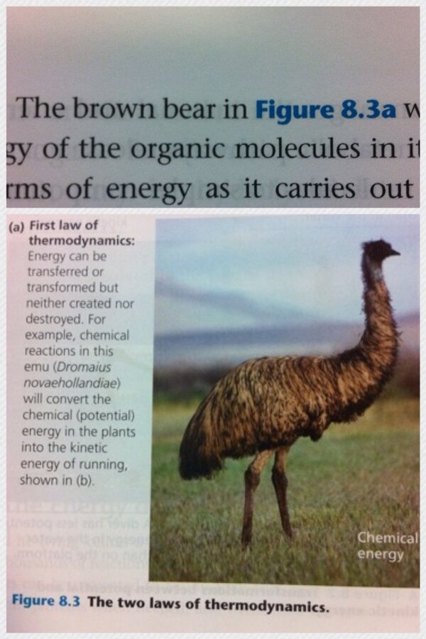 OliverCoorey's tweet photo. That ain't no brown bear!!!! #ThankYouBiology #SlightlyOff #IAmReadingTooClosely #Hahaha http://t.co/3zUQvyXyNd
